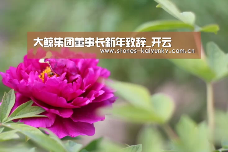 大鲸集团董事长新年致辞_开云