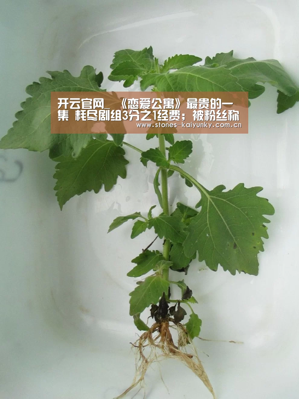 开云官网_
《恋爱公寓》最贵的一集 耗尽剧组3分之1经费；被粉丝称为神剧