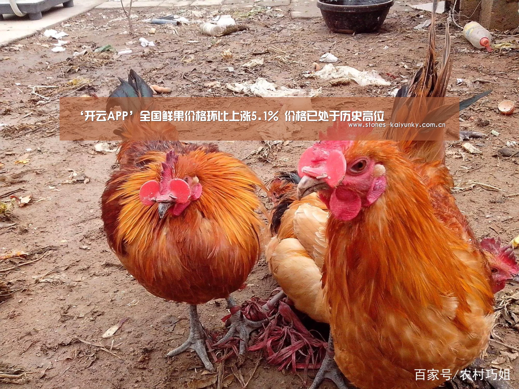 开云体育入口